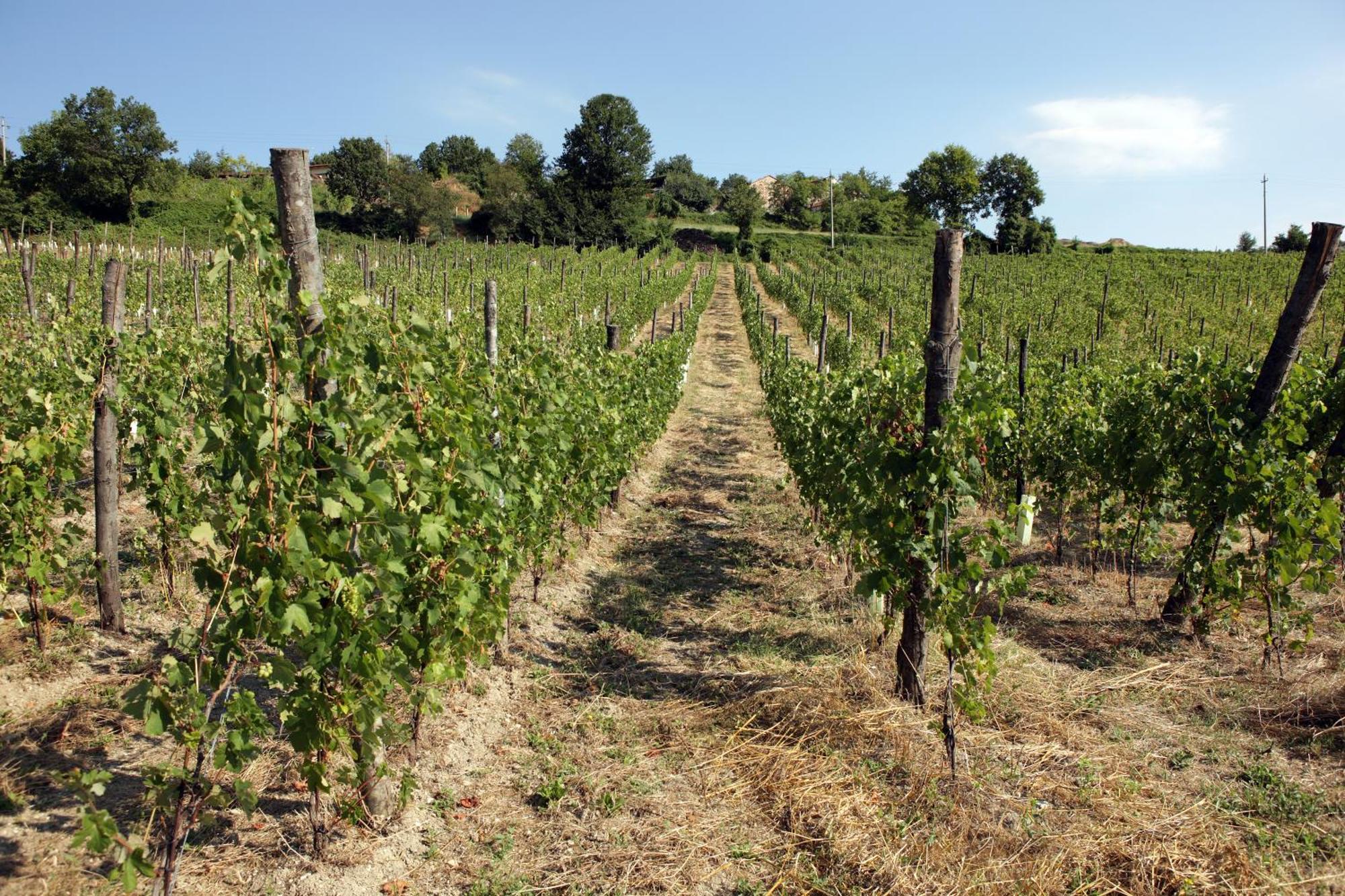 Podere Pradarolo Varano de' Melegari Exterior photo